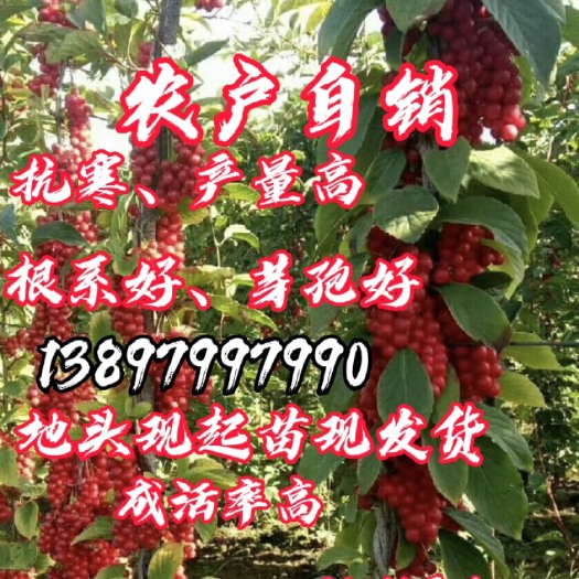 新宾县农户自己五味子苗一年苗，自己种植的无中间商赚差价