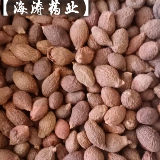 【胖大海】无硫产地自销一手货源大货供应规格齐全量大优惠。