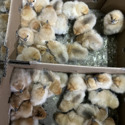 衡阳出售黄毛乌骨鸡苗金凤凰鸡母雪峰乌出壳打疫苗