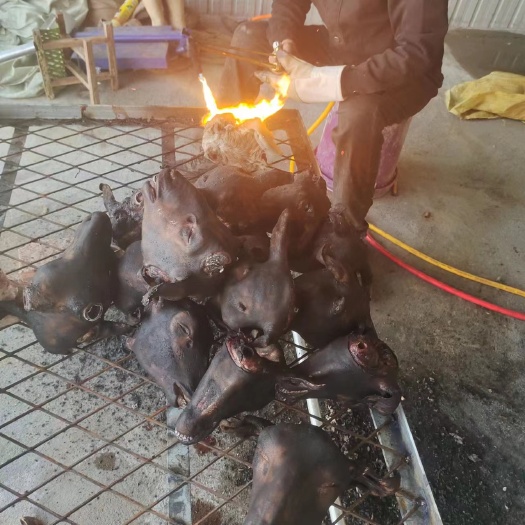 东营纯火燎火烧羊头 通货 鲁北育肥羊基地直供  干净无毛