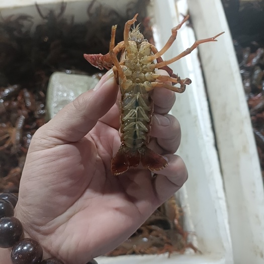 产地直发小龙虾主要广东客户