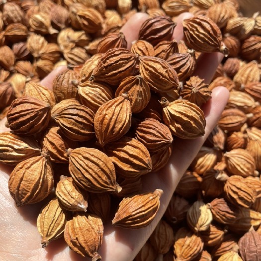 昆明香砂仁  砂仁  陽(yáng)春砂