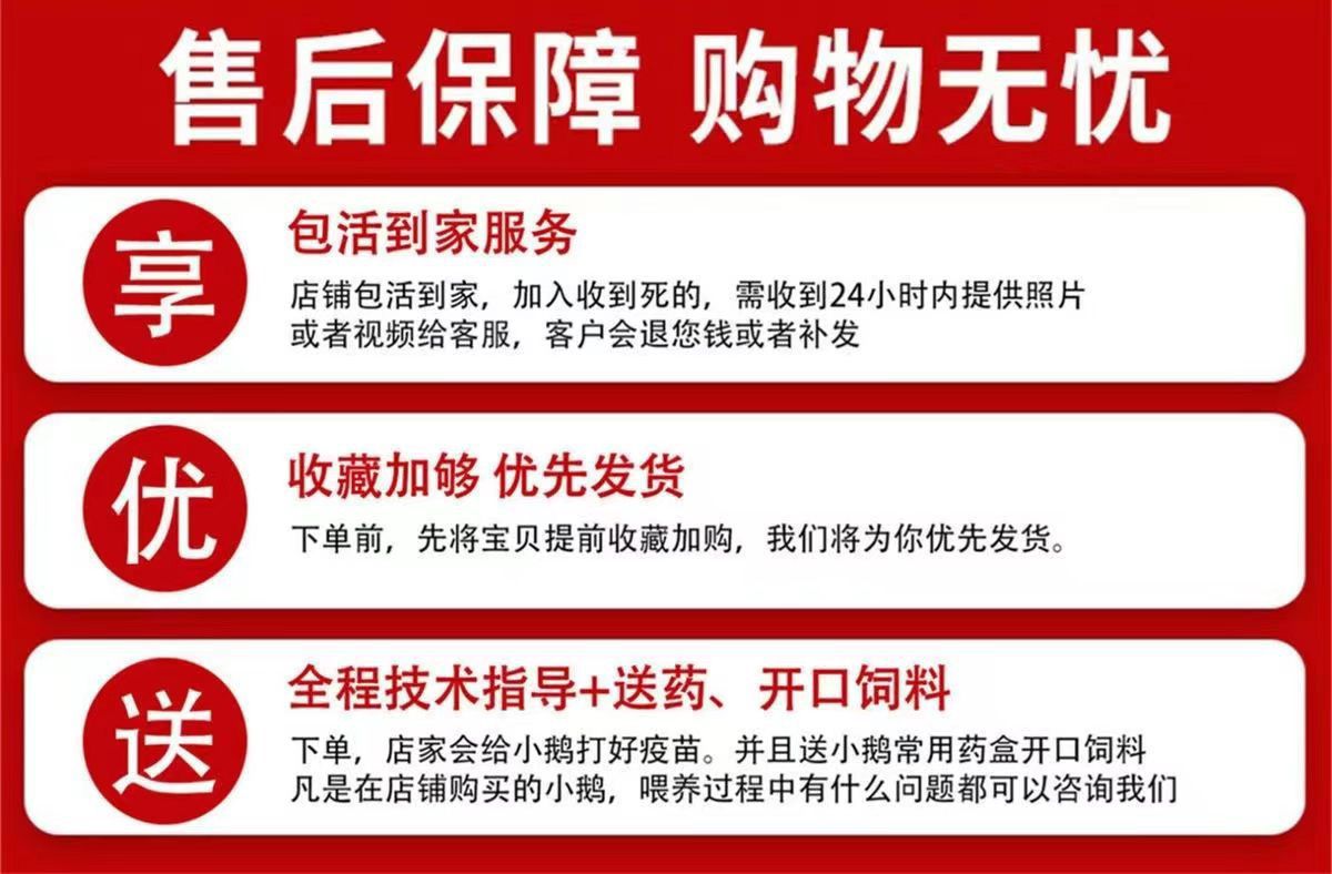 小鵝苗正特大種獅頭鵝活苗潮汕特大型獅子頭鵝苗灰獅頭鵝苗活體