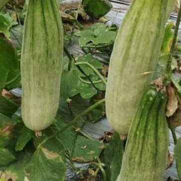 昌乐县羊角蜜甜瓜