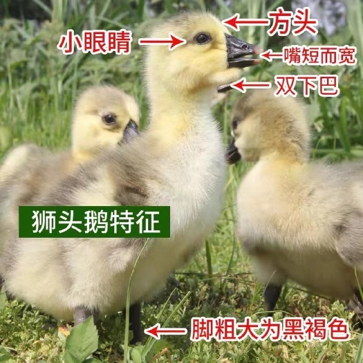 汕头纯种汕头狮头鹅苗特大纯种狮头鹅活体小鹅苗活苗批发特大狮子头鹅