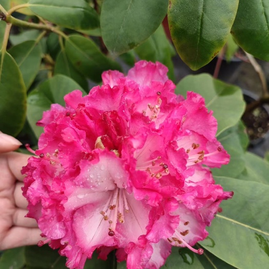 成都高山杜鹃—7×7杯架苗