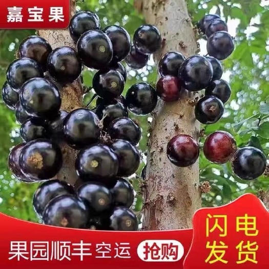 嘉宝果 树葡萄 果园直出