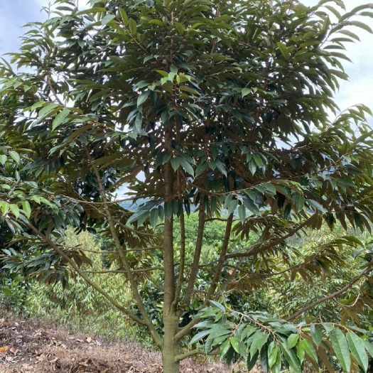 陵水县海南榴莲结果树批量出售