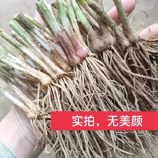 沭阳县韭菜根 全部当天起苗当天发货