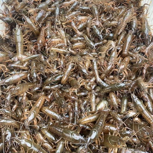 洪湖市洪湖优质虾苗，产地直销，大量有货，全国可发