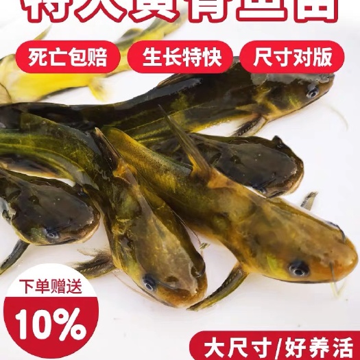 成都淡水耐寒黄骨鱼苗人工食用黄辣丁优质养殖场直发包邮高抗大存活率