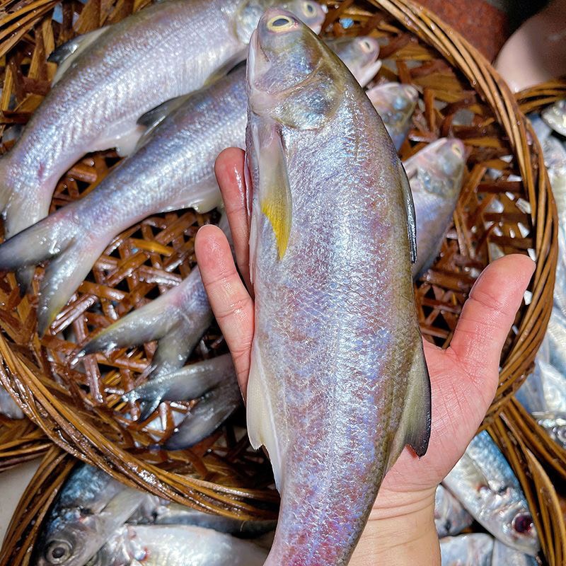 潮汕特产汫洲打冷红鱼鱼饭每天现煮鲜甜即食海鲜