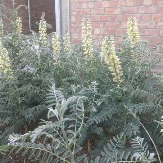 大通县大苦豆草