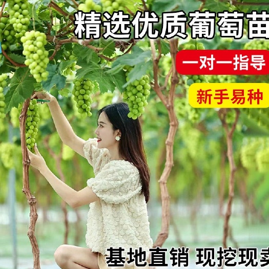 枣庄蓝宝石葡萄苗 【带土发货】葡萄树苗蓝宝石盆栽地栽南北方种植阳