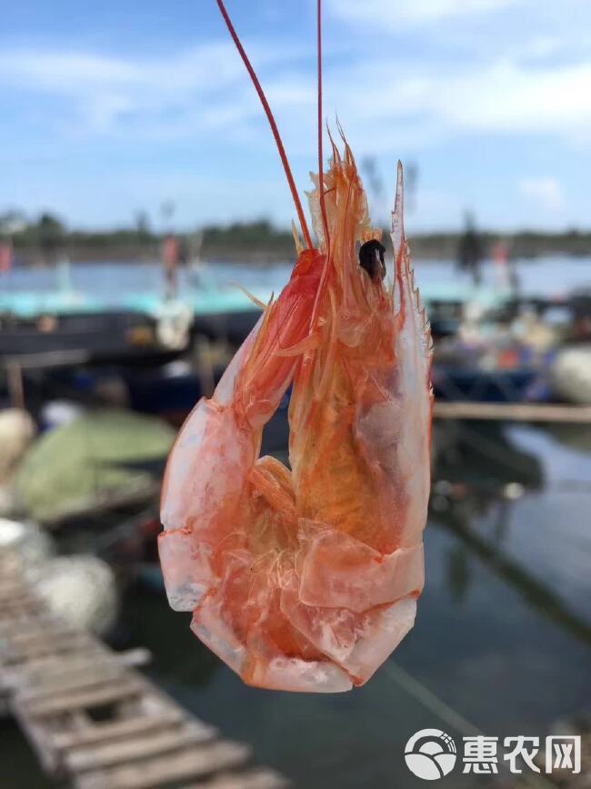 湛江海水日晒烤虾、斑节虾、海虾、开袋即食、剂