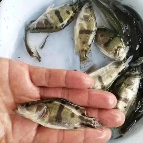 高邮市鳜鱼苗现货，规格齐全