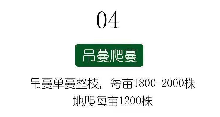 伊丽莎白甜瓜种子绿宝石原装正品青皮香瓜甜瓜种子超甜绿色蜜宝