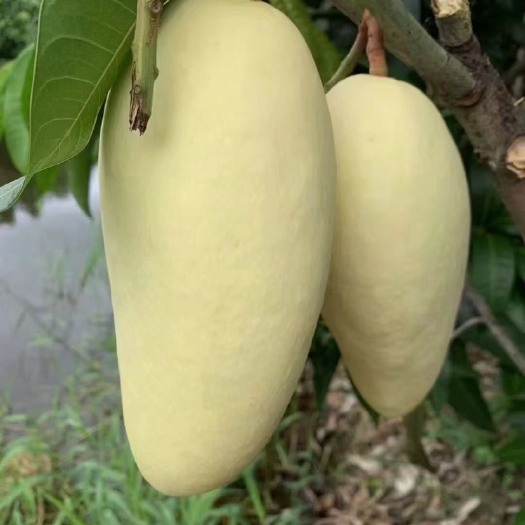 凭祥市金煌芒芒果批发全国专线发货一手货源