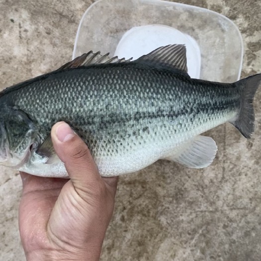 荆州鲈鱼规格9两到1斤6两