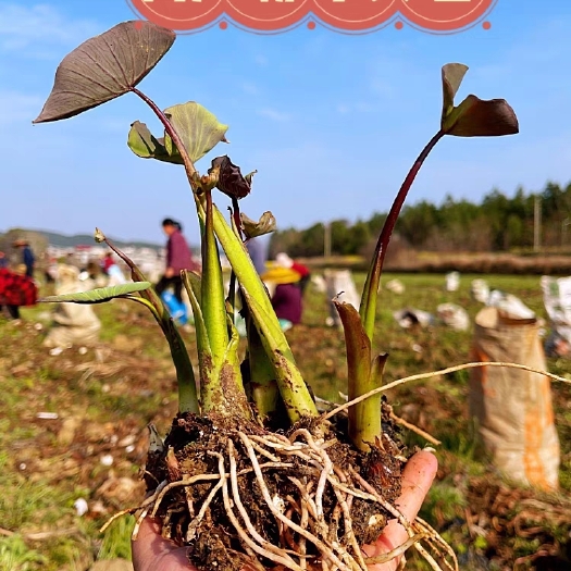 湖南香芋苗槟榔芋头包粉包糯种植种子苗新鲜现挖