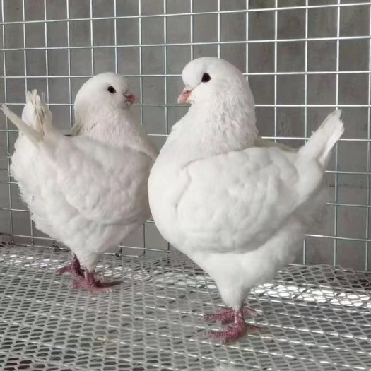 永州鸽子
