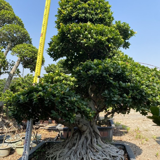 漳州造型小叶榕桩头 小叶榕基地现货直发 四季常青树 福建榕树桩头