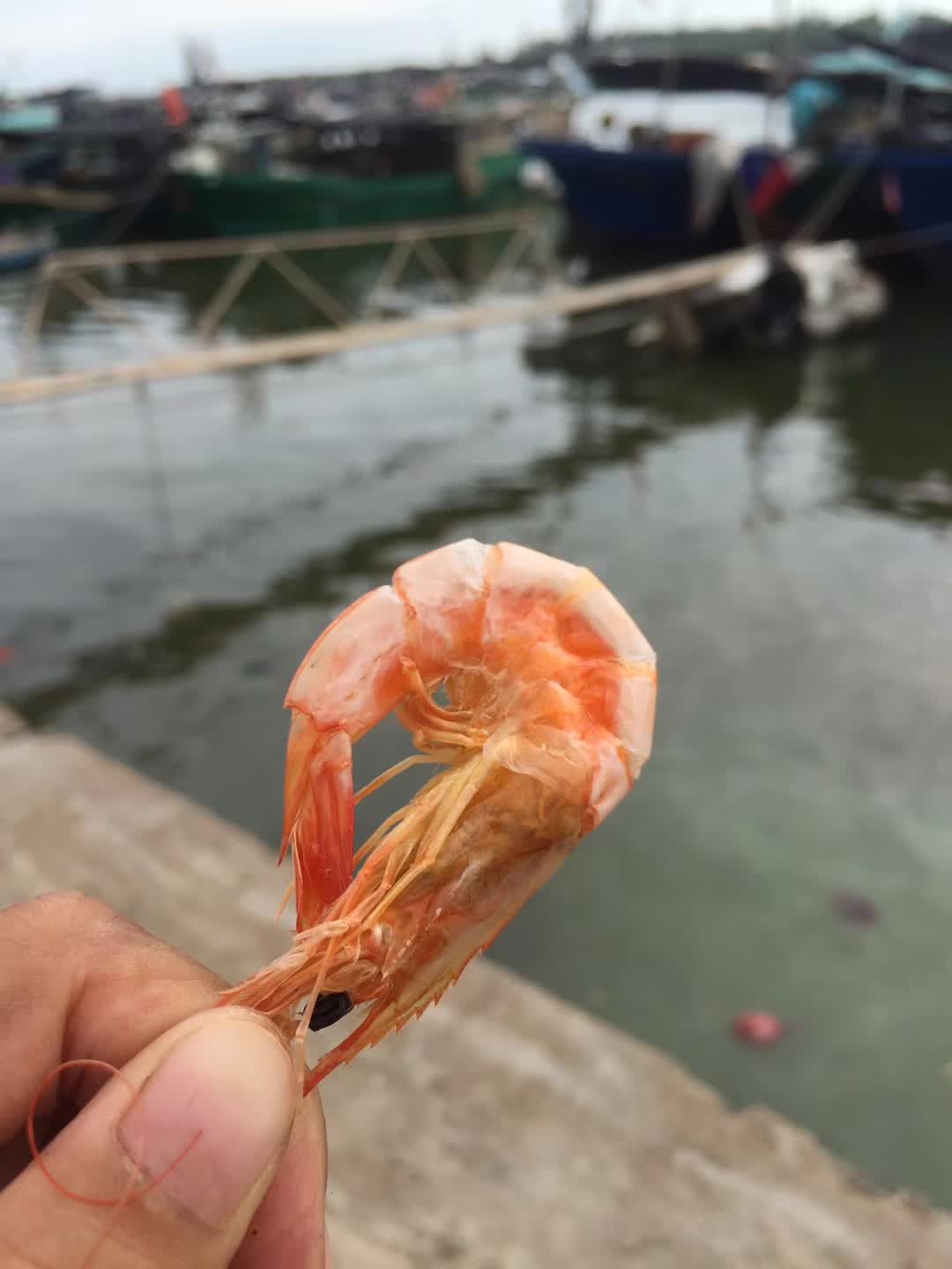 湛江海水日晒烤虾、斑节虾、海虾、开袋即食、无添加剂