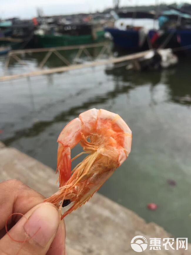 湛江海水日晒烤虾、斑节虾、海虾、开袋即食、剂