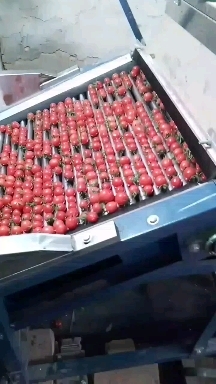济南贝贝圣女果，货源充足颜色好口感甜个头均匀
