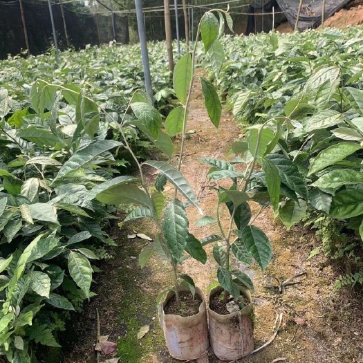 灵山县羊奶果苗特大果形德甜二号胡颓子苗胡秃子苗羊奶果树苗