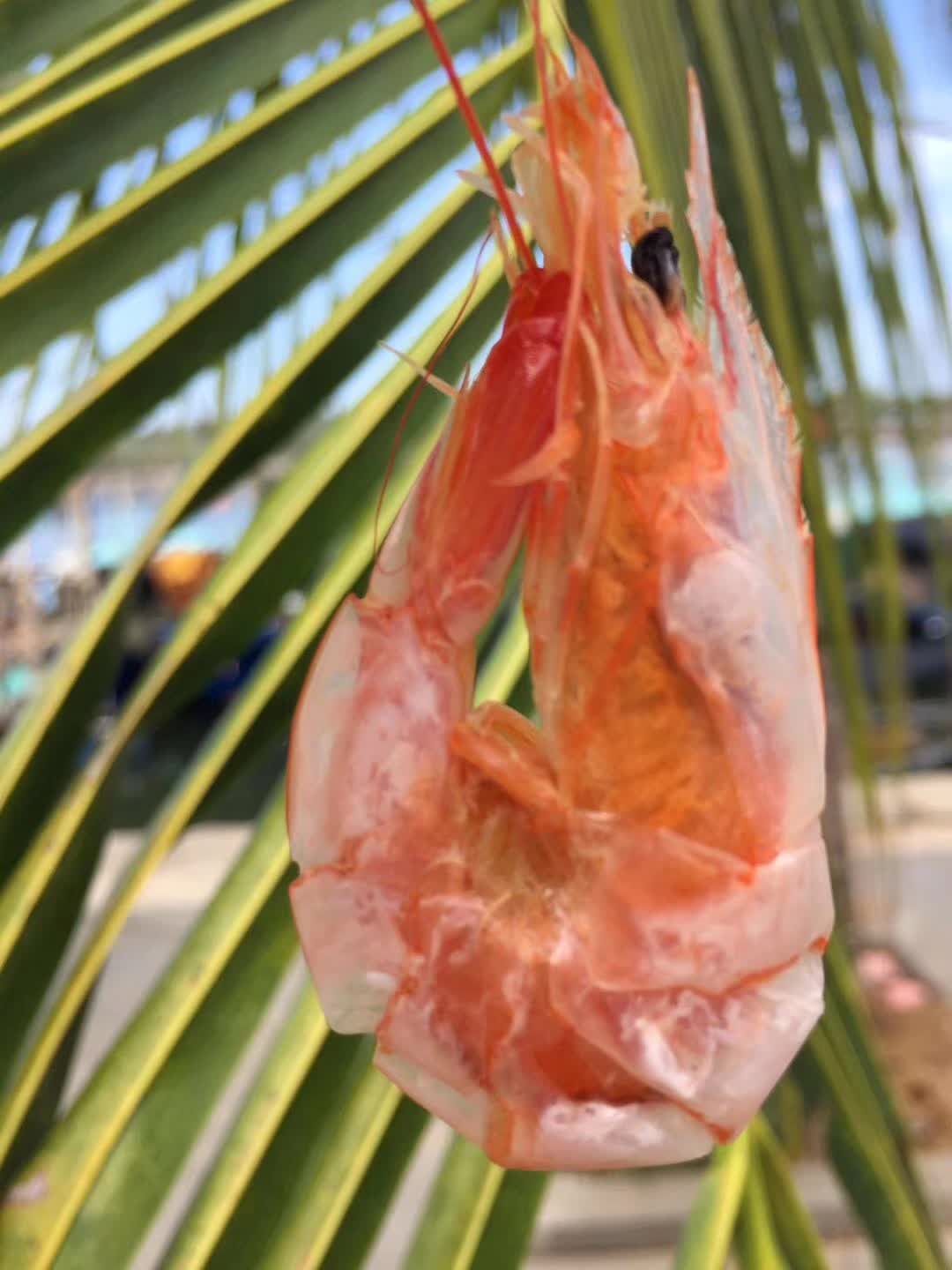 湛江海水日晒烤虾、斑节虾、海虾、开袋即食、无添加剂