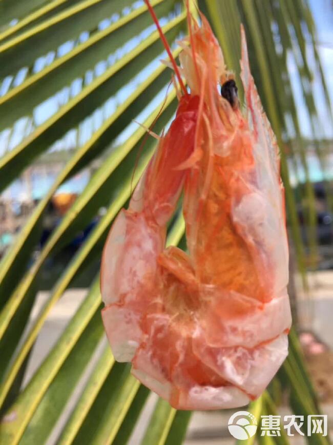 湛江海水日晒烤虾、斑节虾、海虾、开袋即食、剂