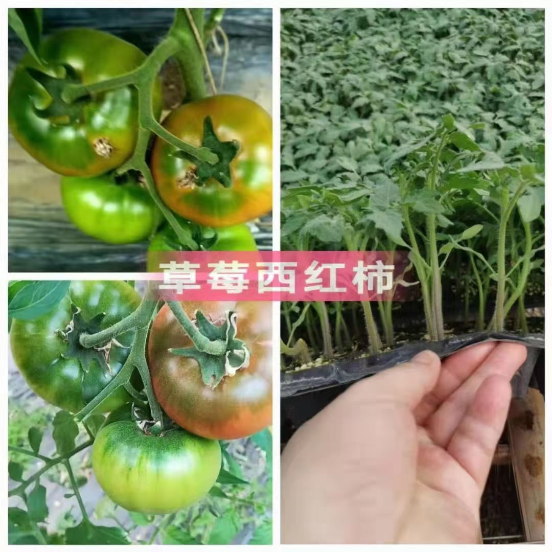 硬粉西红柿苗，口感西红柿苗，普罗旺斯西红柿苗，大红西红柿苗