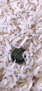 滨州无盐淡干虾皮