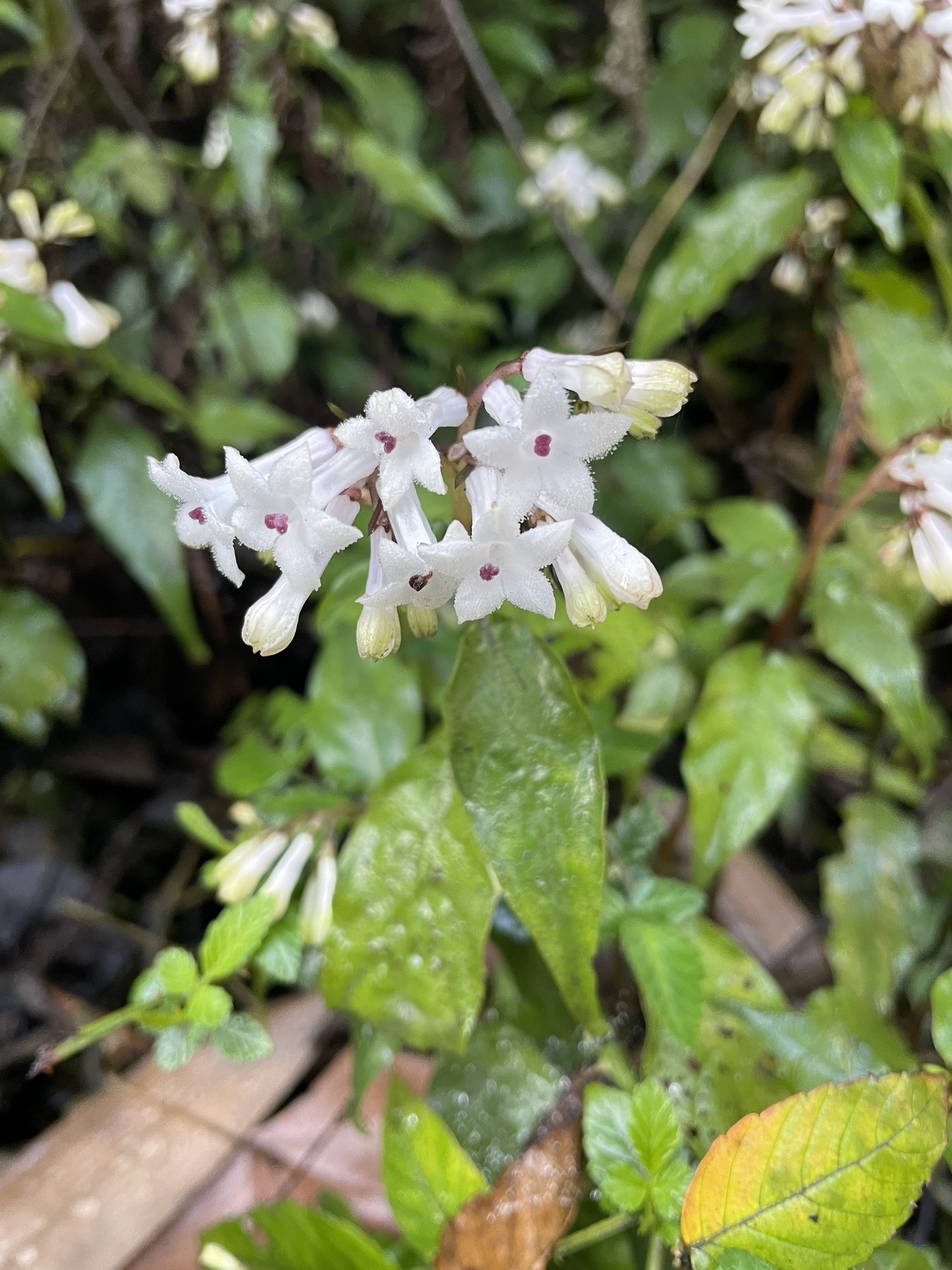 青草蛇根草岩泽兰天青地红雪里梅散血草钻地风干货200鲜50