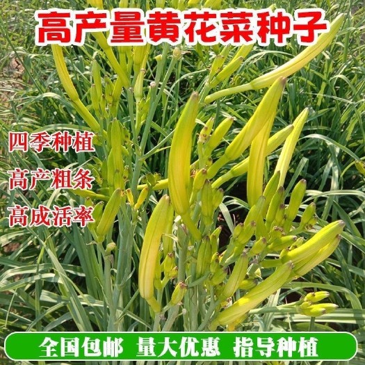 邵东市黄花菜种子一年四季金针菜南方北方山野菜天然蔬菜种子籽