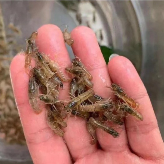 沭阳县龙虾苗水花，每件一万尾