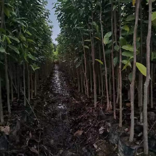 化州市沉香木苗