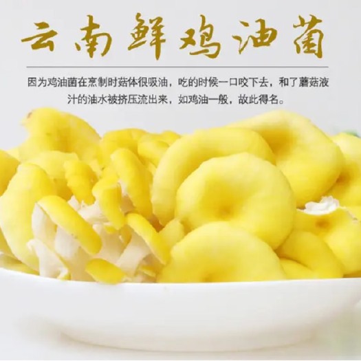 广州鸡油菌、鸡蛋黄菌、黄菌、杏菌