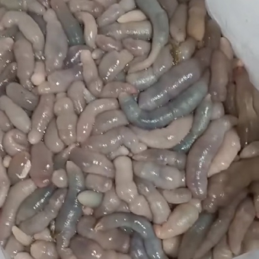 莱州海肠