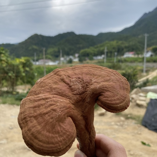 金寨县灵芝孢子粉原粉