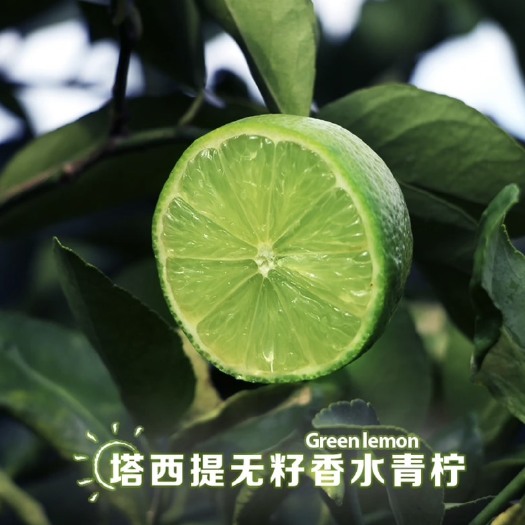 蒙自市塔西提四季青柠檬