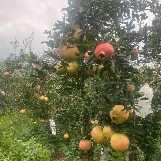 宾川县云南高原水果种植基地，需要的联系