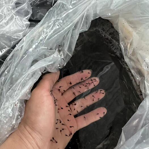 汕头牛蛙苗