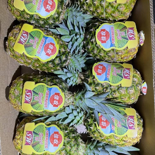 广州凤梨 菲律宾凤梨 佳农凤梨