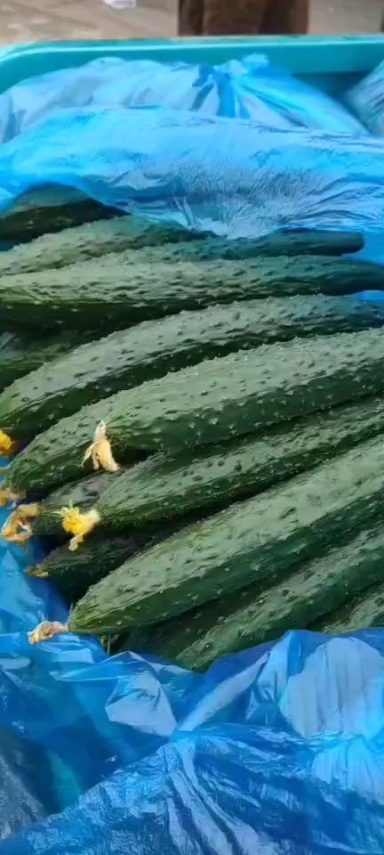 密刺黄瓜油量型原产地直发一手货源