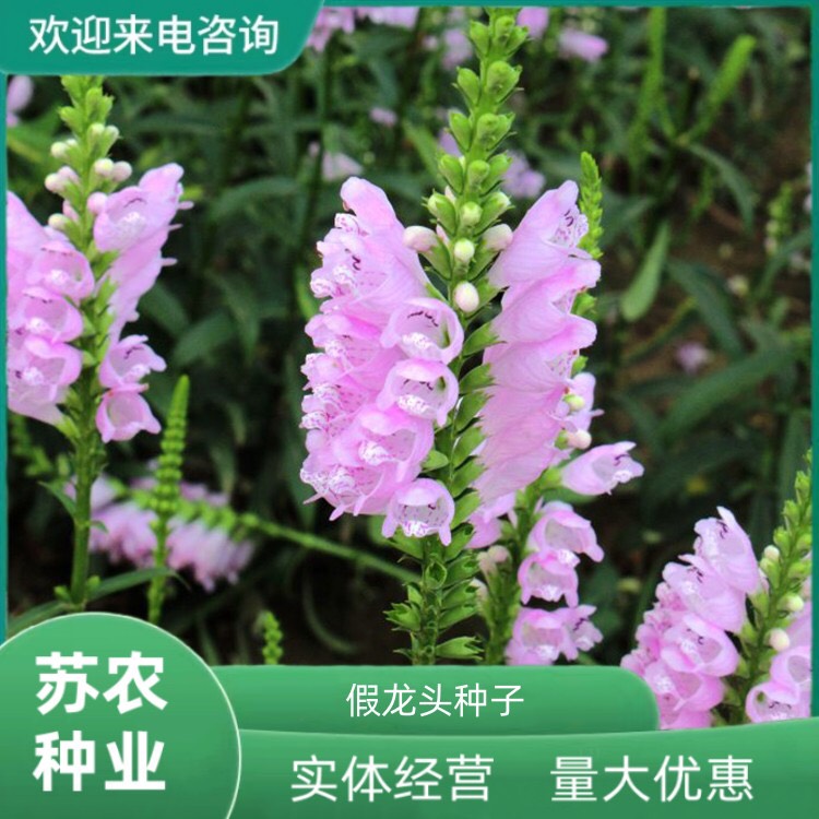 沭阳县假龙头种子粉色随意草易种室内阳台盆栽花卉园林景观绿化花籽