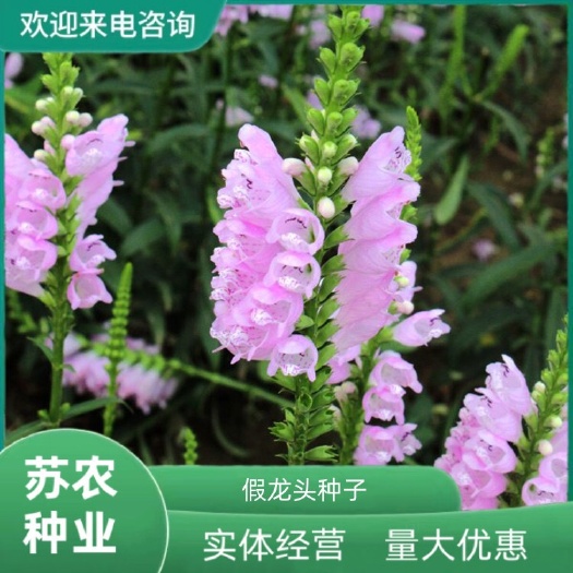 假龙头种子粉色随意草易种室内阳台盆栽花卉园林景观绿化花籽