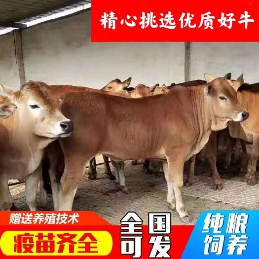 郓城县鲁西黄牛苗 大量黄牛犊批发 保质保量 全国大型养牛基地