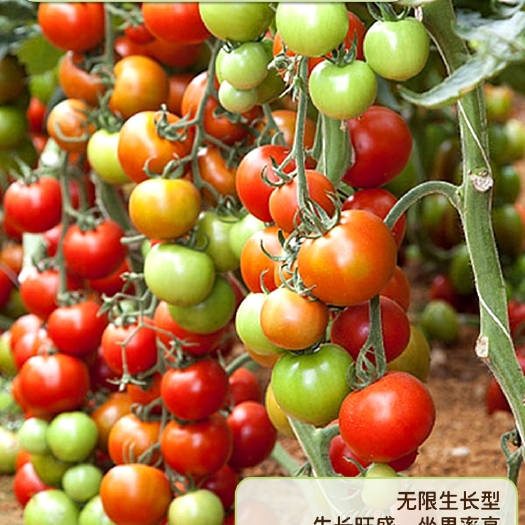 宿州圣女果番茄苗 番茄苗专业蔬菜大棚育苗品质保证量大从优抗病防